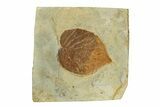 Fossil Leaf (Davidia) - Montana #269461-1